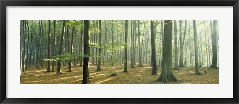 Framed Woodlands near Annweiler Germany Print