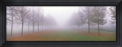 Framed Trees in Fog Schleissheim Germany Print