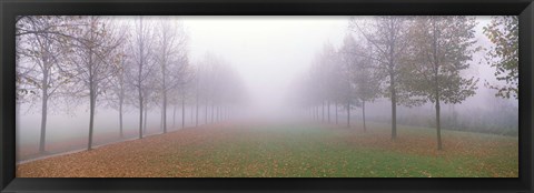 Framed Trees in Fog Schleissheim Germany Print