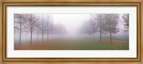 Framed Trees in Fog Schleissheim Germany Print