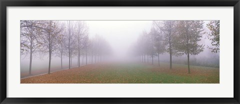 Framed Trees in Fog Schleissheim Germany Print