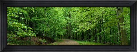 Framed Road Through a Forest near Kassel Germany Print