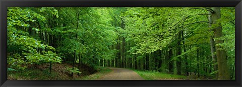 Framed Road Through a Forest near Kassel Germany Print