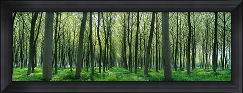 Framed Forest Trail Chateau-Thierry France Print