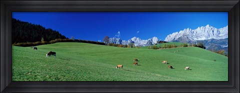 Framed Cattle Graze in Alps Wilder Kaiser Going Austria Print