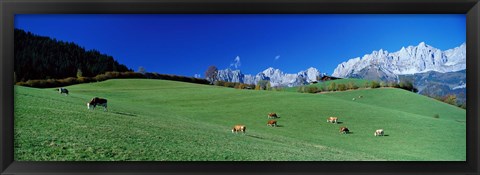 Framed Cattle Graze in Alps Wilder Kaiser Going Austria Print