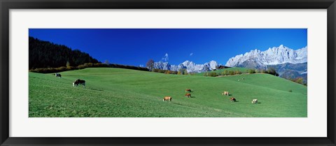 Framed Cattle Graze in Alps Wilder Kaiser Going Austria Print