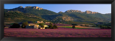 Framed Lavender Fields And Farms, High Provence, La Drome, France Print