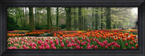 Framed Keukenhof Garden, Lisse, The Netherlands Print