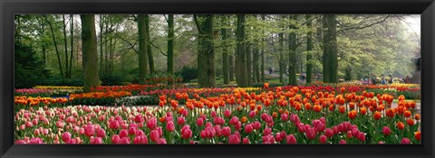 Framed Keukenhof Garden, Lisse, The Netherlands Print