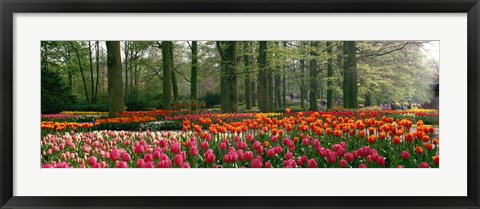 Framed Keukenhof Garden, Lisse, The Netherlands Print