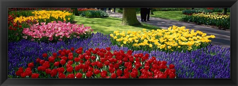 Framed Colorful flower beds, Keukenhof Garden, Lisse, The Netherlands Print