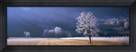 Framed Trees With Frost, Franstanz, Tyrol, Austria Print