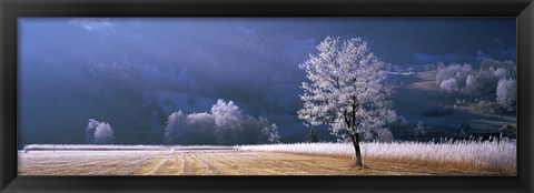 Framed Trees With Frost, Franstanz, Tyrol, Austria Print