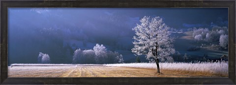 Framed Trees With Frost, Franstanz, Tyrol, Austria Print
