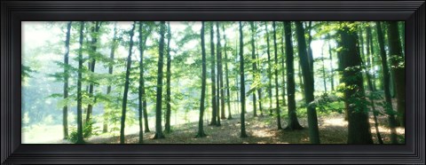 Framed Forest Scene with Fog, Odenwald, near Heidelberg, Germany Print