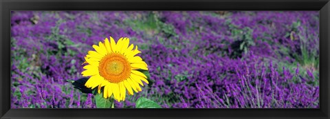 Framed Lone sunflower in Lavender Field, France Print