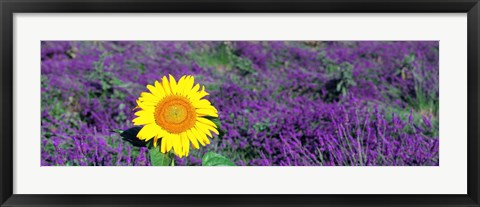 Framed Lone sunflower in Lavender Field, France Print