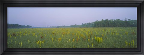 Framed Yellow Trumpet Pitcher Plants In A Field, Apalachicola National Forest, Florida, USA Print
