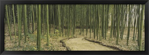 Framed Bamboo Trees, Kyoto, Japan Print