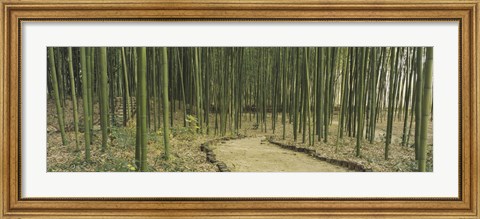 Framed Bamboo Trees, Kyoto, Japan Print