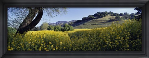 Framed Mustard Flowers Blooming In A Field, Napa Valley, California Print