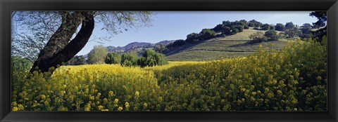 Framed Mustard Flowers Blooming In A Field, Napa Valley, California Print