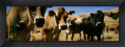 Framed Close Up Of Cows, California, USA Print