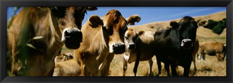 Framed Close Up Of Cows, California, USA Print