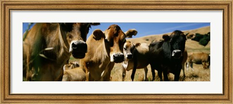 Framed Close Up Of Cows, California, USA Print