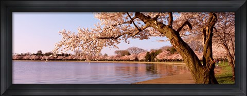 Framed Cherry blossom tree along a lake, Potomac Park, Washington DC, USA Print
