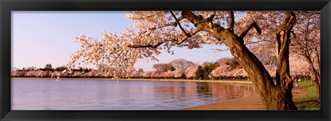 Framed Cherry blossom tree along a lake, Potomac Park, Washington DC, USA Print