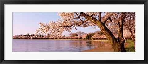 Framed Cherry blossom tree along a lake, Potomac Park, Washington DC, USA Print