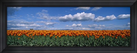 Framed Clouds over a tulip field, Skagit Valley, Washington State, USA Print