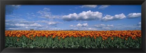 Framed Clouds over a tulip field, Skagit Valley, Washington State, USA Print