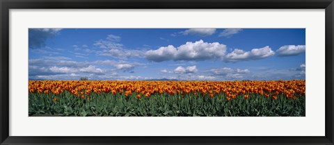 Framed Clouds over a tulip field, Skagit Valley, Washington State, USA Print