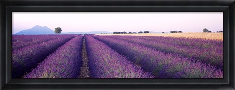 Framed Lavender Field, Plateau De Valensole, France Print