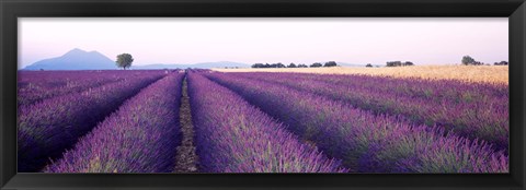 Framed Lavender Field, Plateau De Valensole, France Print