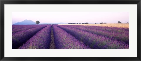 Framed Lavender Field, Plateau De Valensole, France Print