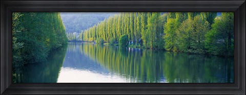 Framed Poplar Trees On River Aare, Near Canton Aargau, Switzerland Print
