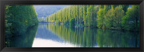 Framed Poplar Trees On River Aare, Near Canton Aargau, Switzerland Print