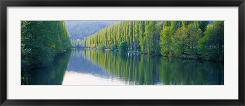 Framed Poplar Trees On River Aare, Near Canton Aargau, Switzerland Print