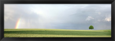 Framed Rainbow and storm clouds over a field, Zurich Canton, Switzerland Print