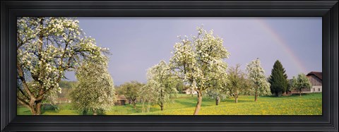 Framed Pear trees in a field (Pyrus communis), Aargau, Switzerland Print