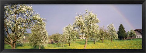 Framed Pear trees in a field (Pyrus communis), Aargau, Switzerland Print