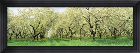 Framed Rows Of Cherry Tress In An Orchard, Minnesota, USA Print