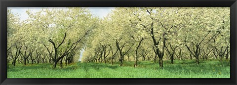 Framed Rows Of Cherry Tress In An Orchard, Minnesota, USA Print