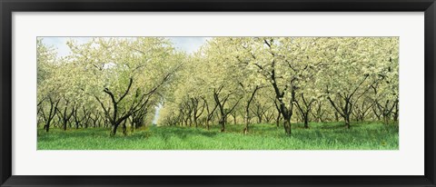 Framed Rows Of Cherry Tress In An Orchard, Minnesota, USA Print