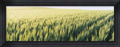 Framed Field Of Barley, Whitman County, Washington State, USA Print