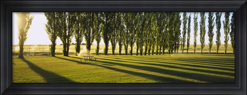 Framed Poplar Trees Near A Wheat Field, Twin Falls, Idaho, USA Print